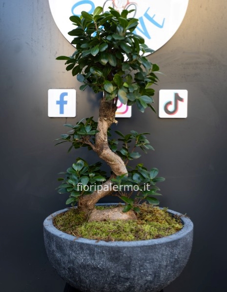 bonsai ginseng 100 cm con vaso ceramica