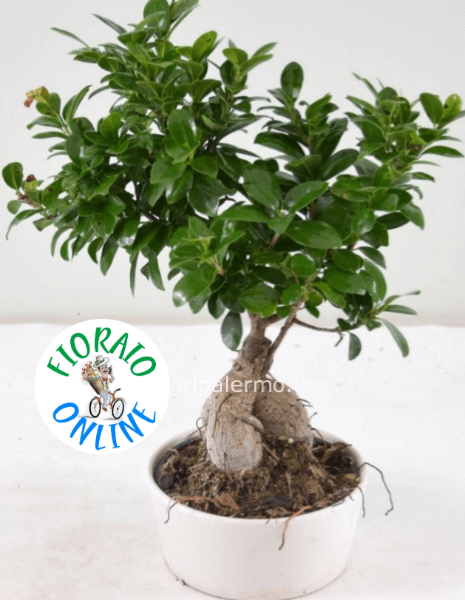 bonsai ginseng 60cm