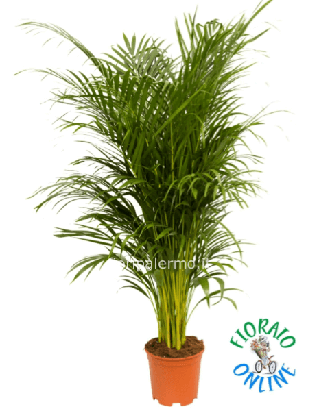 Areca h 170 cm