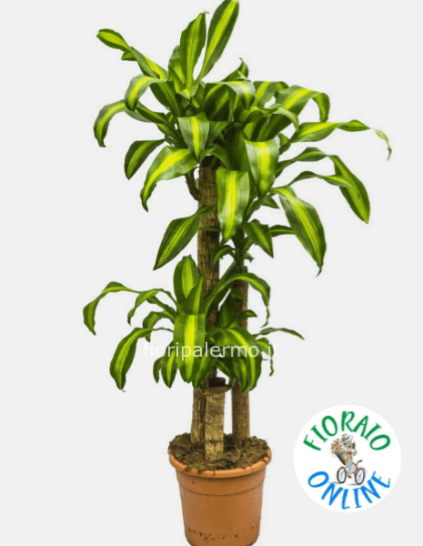 Dracena h.150 