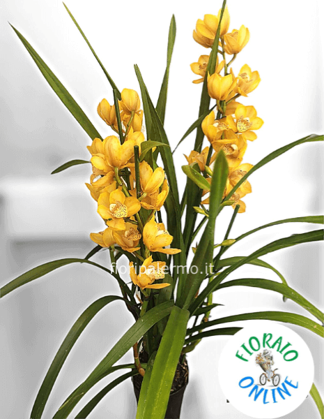 Cymbidium 4 Rami colori secondo disponibilita