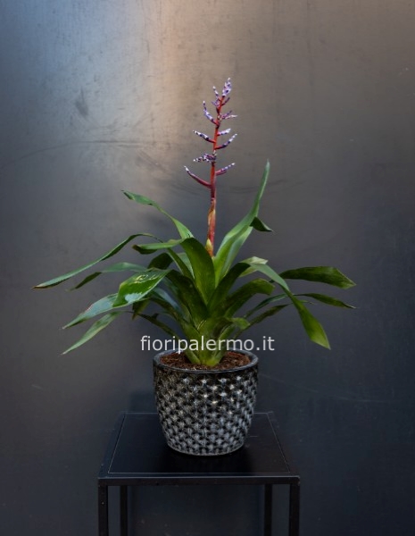 Bromelia vaso di ceramica 