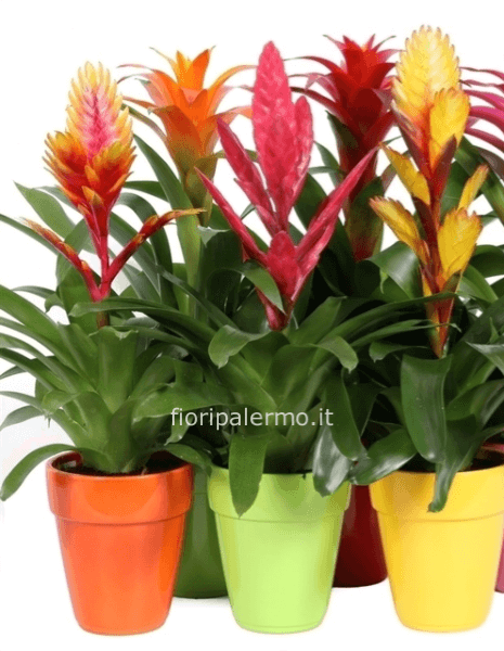 BROMELIA con vaso in ceramica