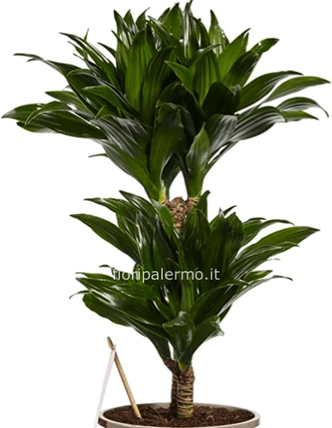 Dracena compacta 3 Rami