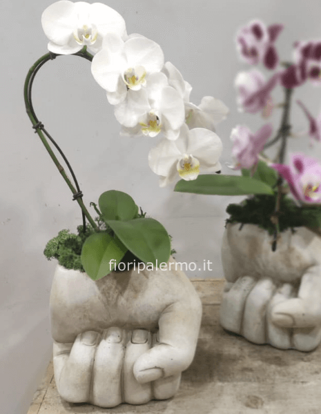 La mano è l'orchidea cigno