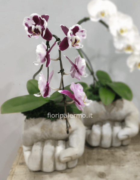 La mano e la mini orchidea bonsai