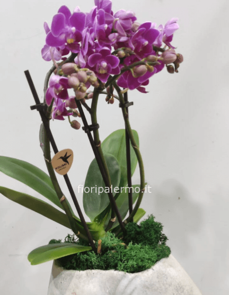 Orchidea bonsai in mano di cemento grande