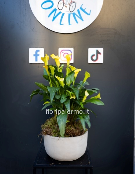 vaso ceramica moderno con pianta di calla