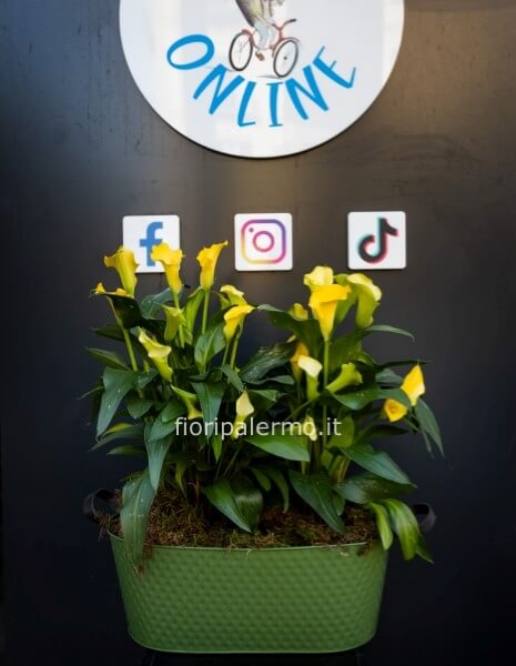 vaso in latta con 2 piante di calle