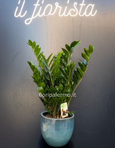 Pianta h 115 cm Zamioculcas senza vaso 