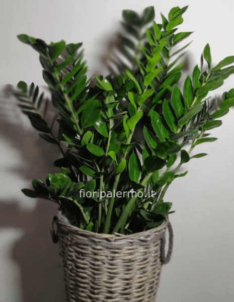 Pianta h 115 cm inZamioculcas cesto vimini