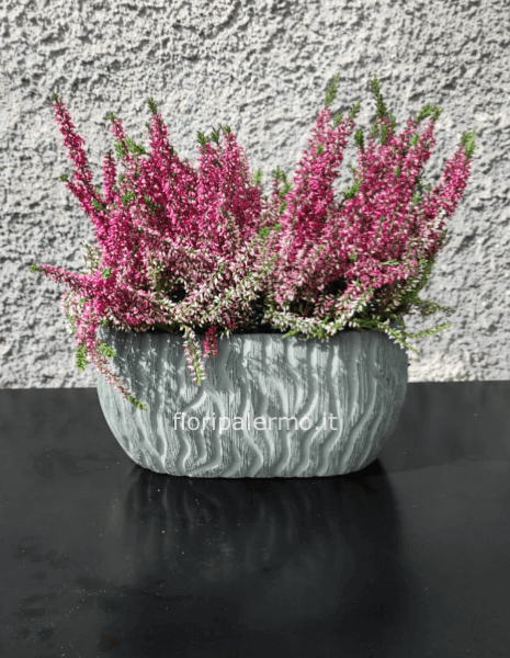 Erica fra amore e leggenda