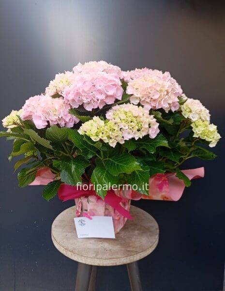 Hortensia vari colori