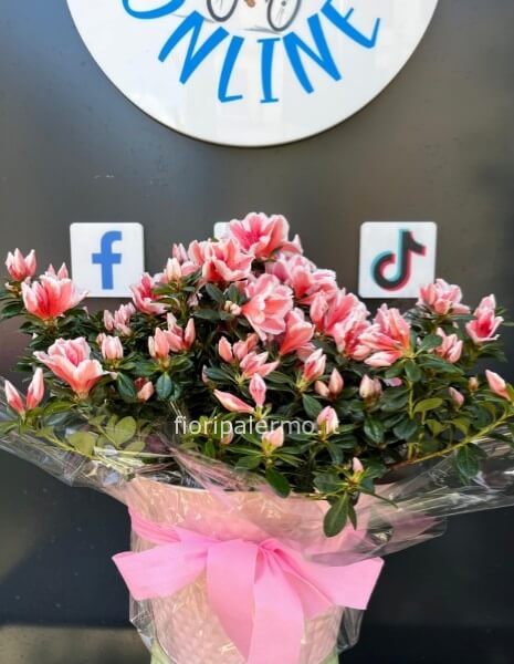 Azalea con vaso abbinato misura M 