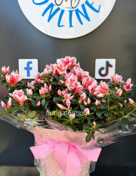 Azalea con vaso abbinato misura M