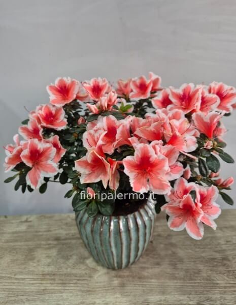 Vaso di ceramica con Azalea