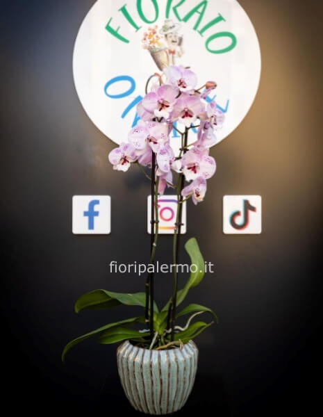 orchidea con vaso ceramica luxury