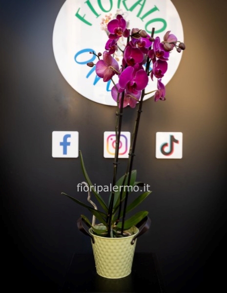	 orchidea con vaso in latta