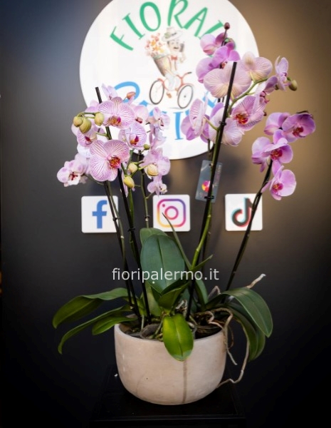 orchidee con vaso ceramica