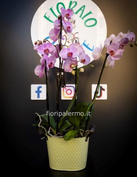 2 orchidee con vaso latta