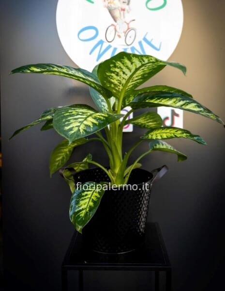 Pianta  Dieffenbachia Tropical con vaso varie colorazioni