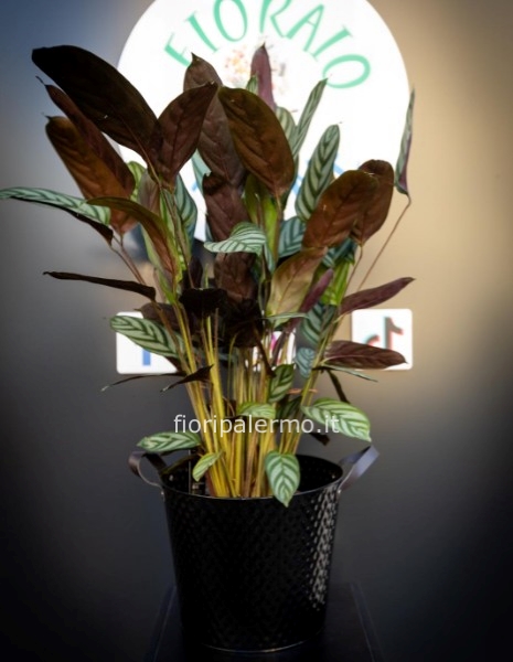 Pianta calathea con vaso varie colorazioni