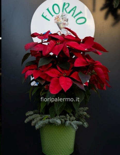 Stella di natale con vaso e decorazioni natalizie