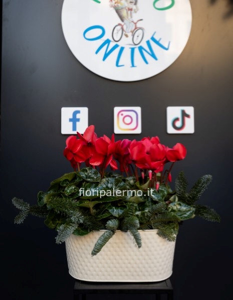 Composizione di ciclamini con allestimento natalizio