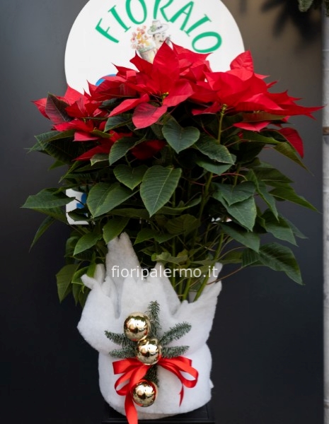 Stella di natele con confezione particolare