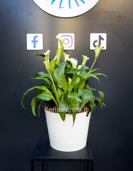 vaso in latta con 1 piante di calle