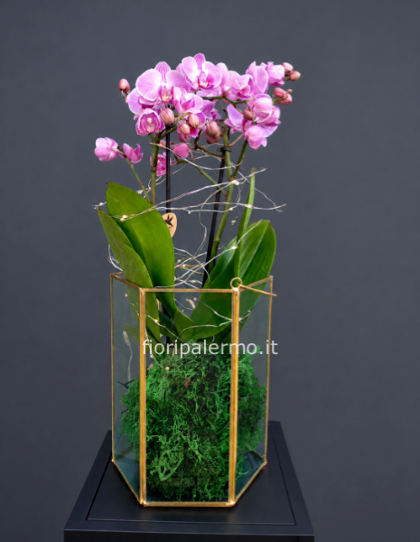 Orchidea bonsai con lanterna di vetro e luce led misura M